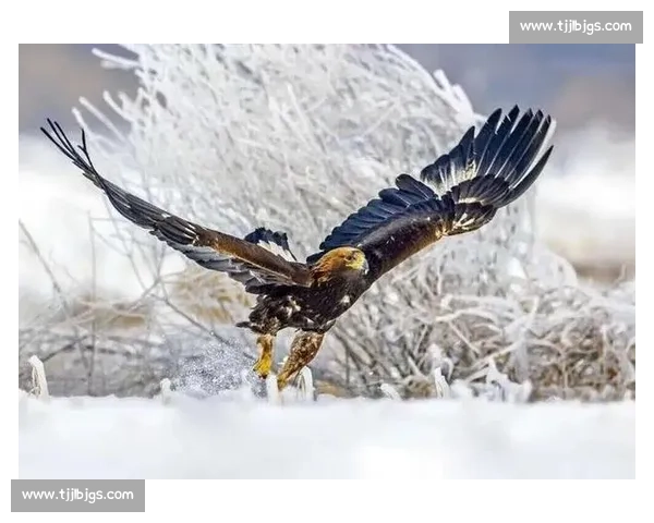 苍鹰vs雕空中霸主对决谁才是真正的天际王者之争生死巅峰较量全景解析